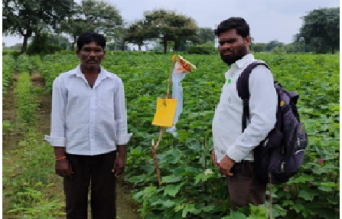 combating-pink-bollworm